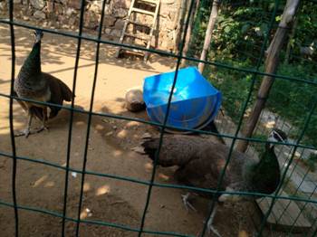 团建|悠然夏日,寻找那一缕清晾正文图片 14
